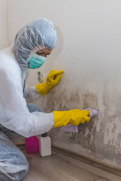 Best Mold Remediation for Vacation Homes  in Tenafly, NJ
