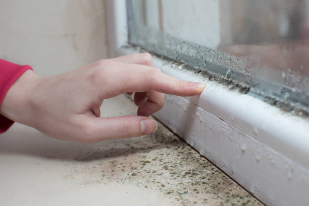 Best Attic Mold Removal  in Tenafly, NJ