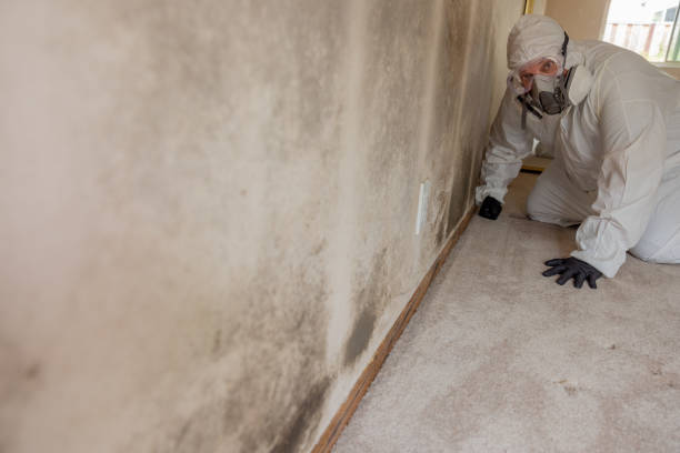 Best Attic Mold Removal  in Tenafly, NJ